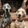 OttoandNorman - @ottoandnorman - TikTok