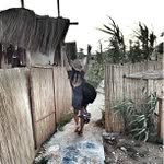 Norman Patton - @hackiered - Instagram