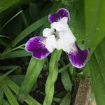 Norma’s Garden - @norma_peloquin - Instagram