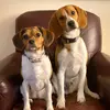 Penny Roo & Normie Boo - @pennyandnorman - TikTok