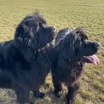 Norman & Pepper the Newfoundlands - @norman_the_newfoundland - Instagram