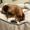 pepperrrrrrrr - @pepper.norman.2 - TikTok