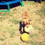 Norman Perkins - @normanthetroll - Instagram