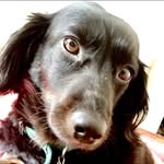 Norman Purcell - @smooshy_paws - Instagram