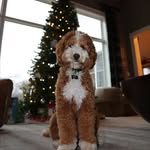 Norman Quinn - @normythedoodle - Instagram