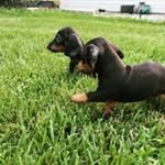 Norman & Fritz Clayton - @normanandfritz - Instagram