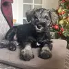 Norman Schnauzer - @normanschnauzer - TikTok