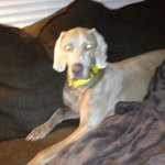 Norman Schroeder - @normdog9mag - Instagram