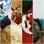 Chris Norman Schulz - @chris_norman_schulz - Instagram