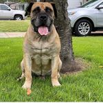 Norman Sheppard - @4stl.kennels - Instagram