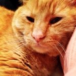 Norman Shoemaker - @normansonnorman - Instagram