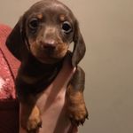Naughty Norman - @normanshortlegs - Instagram