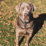 Norman Raman - @norman.silverlabrador - Instagram