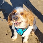@norman_cocker_spainel1 - Instagram