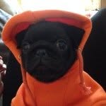 Norman Pinguee Sumner - @norman_pug - Instagram