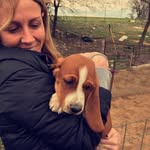 Norman Tanner - @norman_the_bassethound - Instagram