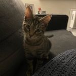 Norman Violette - @norman_gobby_violette - Instagram