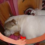 Harvey Norman Vogel - @harveyvogel - Instagram