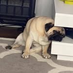 wayne norman - @norman.wayne - Instagram