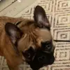 Norman - @weird_norman_0923 - TikTok