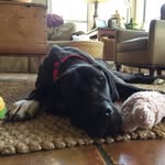Norman The Great Dane - @norman.weller - Instagram