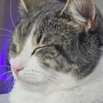 Sir Norman Bigglesworth - @sirnormanbigglesworth - Instagram