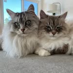 Norman + Bimini Bon Hubert - @insta.floof - Instagram