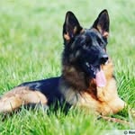 NorrisBergerallemand - @nrris_bgrallemand - Instagram