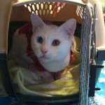 Kelley Norris Edwards - @luckykitties13 - Instagram