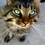 Norris Smith - @norris_the_cat1 - Instagram