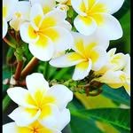 Noshaba Khan - @bawaripiyaki - Instagram