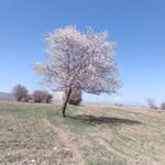 nosrat amini - @nosrat3095 - Instagram