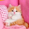 Nour Shaaban - @nour.shaaban62 - TikTok