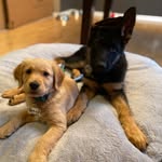 Nova Lee & Barrett - @allen.pups - Instagram