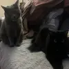 Nova & chai - @novachai2 - TikTok