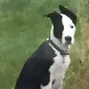 Chevy - @novachambers4 - TikTok