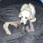 Nova Clark - @novathemaremma - Instagram