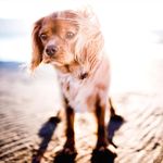 Nova Clark - @petsamazingadventure - Instagram