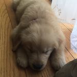 Nova Coleman - @supernova416 - Instagram