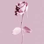 N O V A - @novacollins_ - Instagram