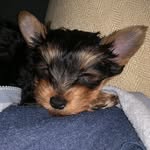 Nova Collins - @novajanethe_yorkie - Instagram