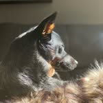 Nova Collins - @superheelernova - Instagram