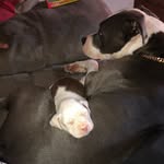 Nova Collins - @novacollins1 - Instagram