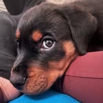 Nova Kamikaze Collins - @therottienova - Instagram