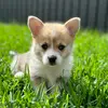 Cooper & Nova 🐾 - @coopernovathecorgis - TikTok