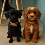 Nova & Cooper 🐾 - @nova_and_cooper_ - Instagram