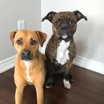 Nova & Cooper 🐶🐶 - @nova_cooper - Instagram