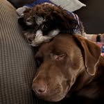 Nova & Cooper 🐶 - @coopxxnova_91 - Instagram