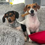 Nova & Cooper Rainey-kells 🐾 - @nov_acooper - Instagram