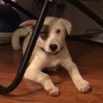 Nova Cooper - @nova_the_aussie_pup - Instagram